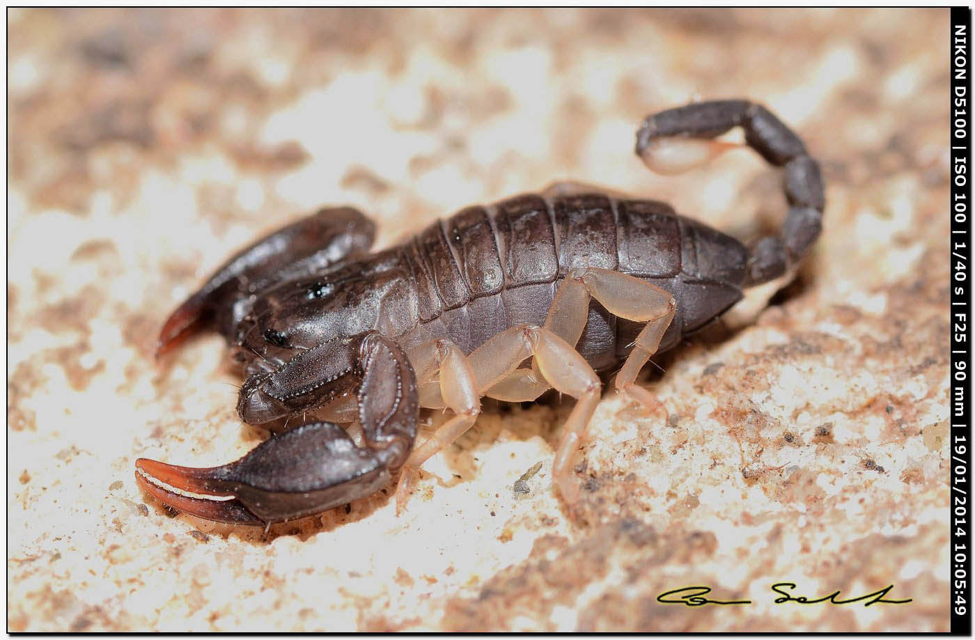 Euscorpius flavicaudis da Ittiri (SS)